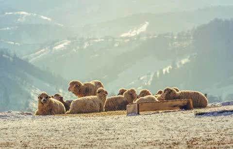 Sheep resting on snow Stock Photos
