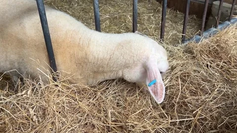 Sheep Resting on Straw Bedding in Farm Enclosure Stock Footage 344440515