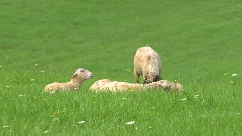 Sheep Resting in Tall Grass on Green Pasture Video stock 344660486