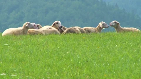 Sheep Resting Together on Mountain Pasture Stock-Footage 344661634