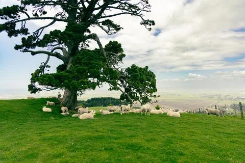 Sheep Resting Under Large Tree Hillside Foto stock