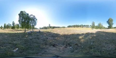 Sheep Resting under a Tree - 360 VR Stock Footage 92697173
