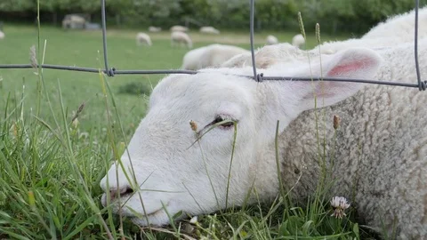Sheep rests on grass in slow motion Stock Footage 79946720