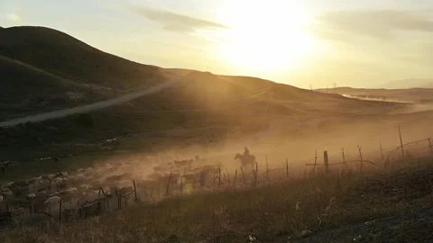 The sheep return home with the shepherd at sunset Stock Footage 268237403