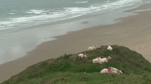 Sheep at Rhossili Bay (2) Stock Footage 34862284