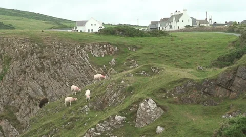 Sheep at Rhossili Stock Footage 35028243