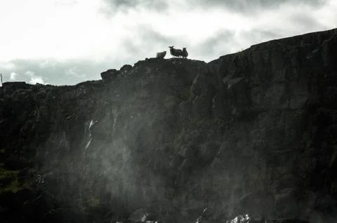 Sheep on a ridge 写真素材