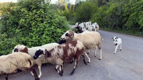 Sheep road flock Stock Footage 155347093