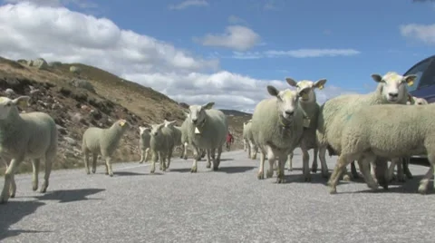 Sheep in road Video stock 7901475
