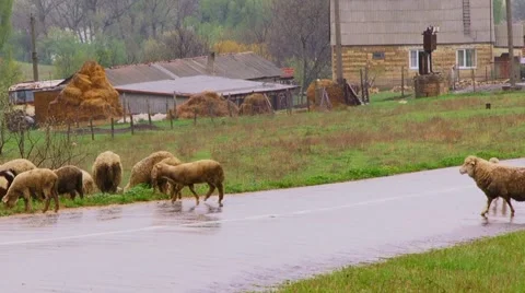 Sheep On Road Stock Footage 52724268