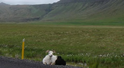 Sheep on the road Stock Photos
