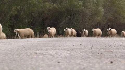 Sheep On The Road, Sheeps Stock Footage 42782618