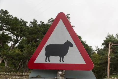 Sheep  on road triangular warning sign, United kingdom. Stock Photos