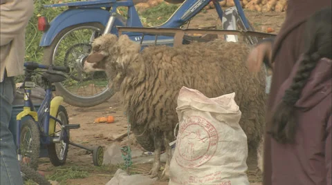 Sheep on a roadside 스톡 동영상 38602259