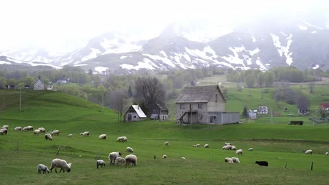Sheep roam grassy field under cloudy sky with house in background Stock Footage 283615315