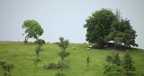Sheep roaming on green hillside after rain Stock Footage 244585169
