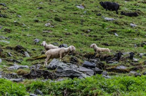 Sheep rocks mountain Stock Photos
