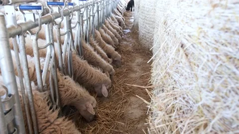Sheep in a row Video stock 164215161
