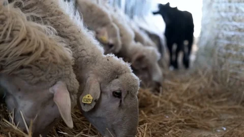 Sheep in a row Video stock 164215354