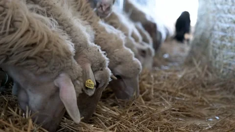 Sheep in a row Stock Footage 164215842