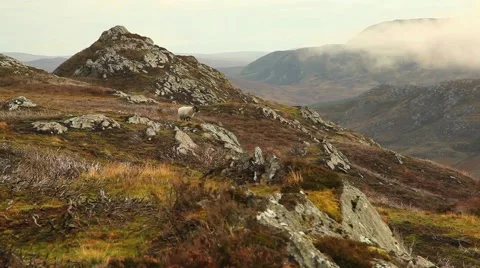 Sheep on rugged Scottish hill Stock-Footage 59066944