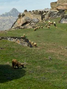 Sheep in to the ruins Stock Photos