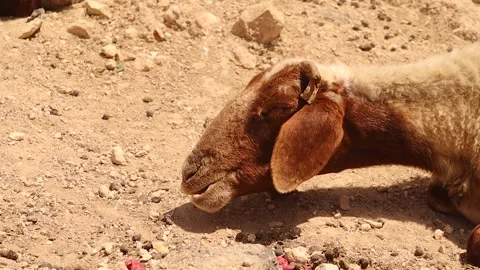 Sheep ruminating under sunlight showing natural digestion. veterinary medicine Stock Footage 318169624