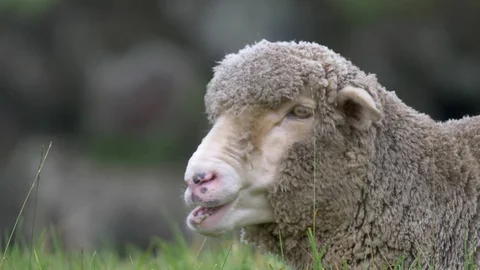 Sheep ruminating while resting Stock Footage