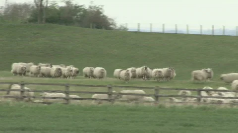 Sheep run across field Stock Footage 311202