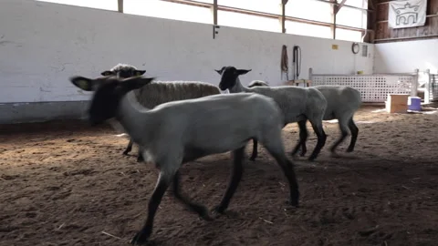 Sheep run around in a barn on a farm. Stock Footage 148059294