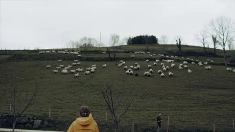 Sheep run in the clearing against the backdrop of the mountains. Spain. Stock Footage 127961094