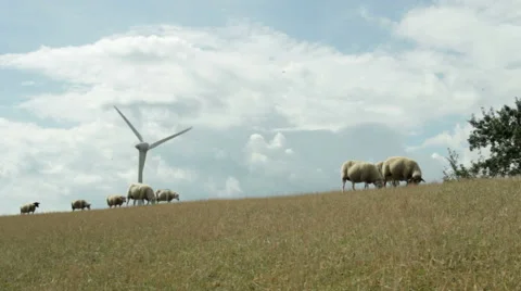 Sheep run on a dike at Presen / Fehmarn Stock Footage 41655142