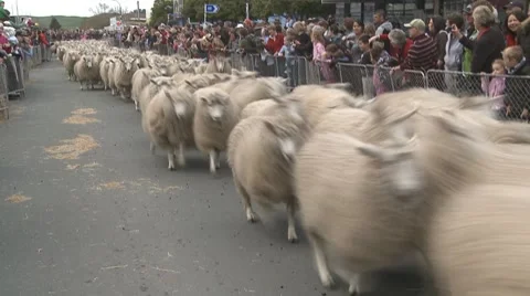 Sheep run down a town street Stock Footage 8693524