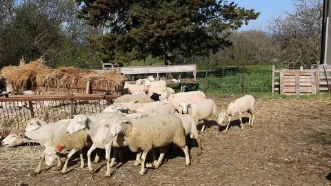 Sheep run Stock Footage 108279847