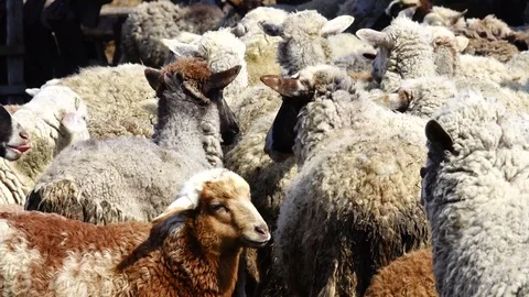 Sheep to run in home Stock Footage 81441109