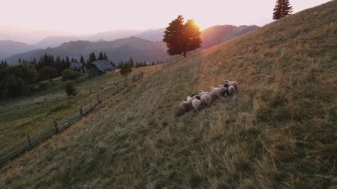 Sheep run through the mountains to their barn in the Carpathian mountains Stock Footage 182939835