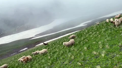Sheep running across a steep alpine slope move through highland pasture Stock Footage 340387685