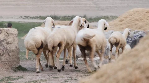 Sheep running away 库存影片 294045960