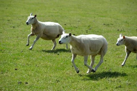 Sheep running in a field Stock Photos