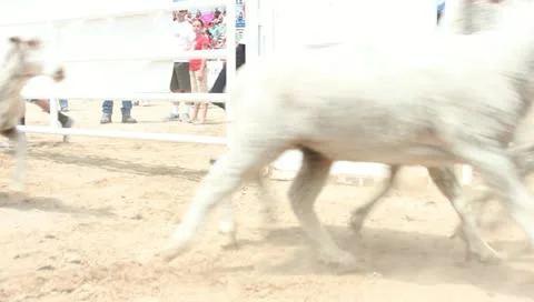 Sheep Running Stock Footage 11346403