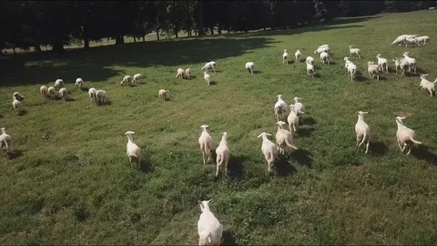 Sheep Running Vídeos de archivo 93048465