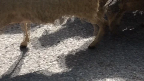 SHEEP RUNNING Stock Footage 128360642