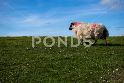 Sheep running freely on irish landscape Stock Photos