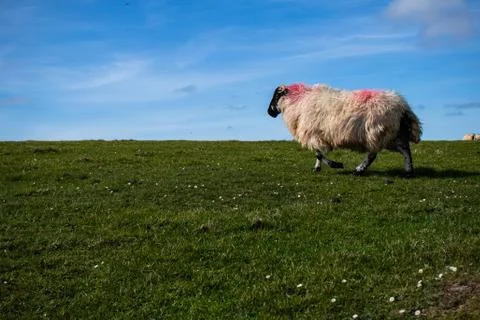 Sheep running freely on irish landscape Stock Photos