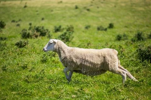 Sheep running with green grass in New Zealand Stock Photos