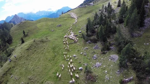 Sheep running in the mountain Video stock 106189038