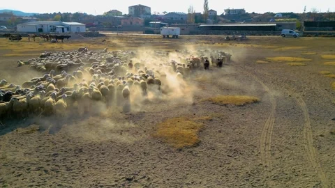 Sheep running in a panic, with a protective dog approaching 動画素材 292028876