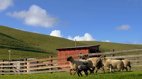 Sheep running in a pasture. Stock Footage 88373821