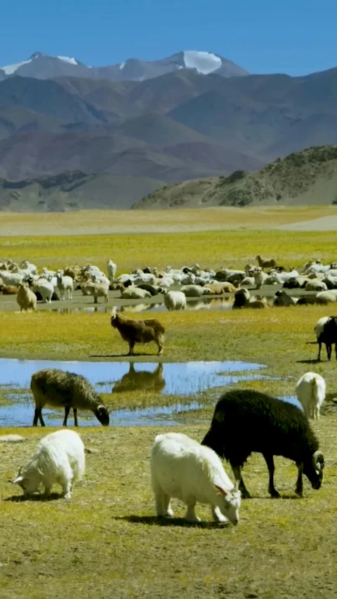 Sheep running through the field (Aerial View) Stock Footage 290160469