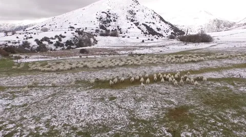 Sheep running through snowy field, New Zealand. Aerial fly over 動画素材 63255653
